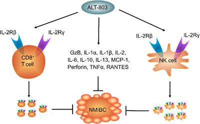 ALT-803 in the treatment of non-muscle-invasive bladder cancer: Preclinical and clinical evidence and translational potential